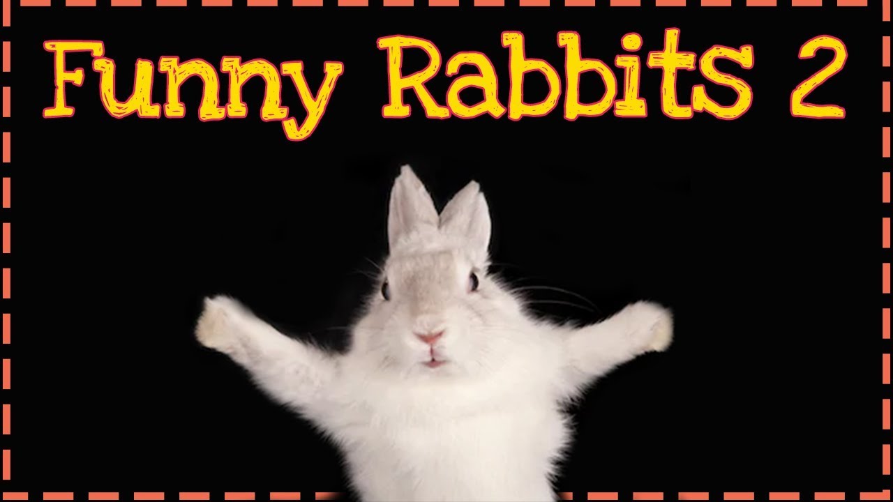 Śmieszne i słodkie króliki | Funny and cute rabbits | ODC.2