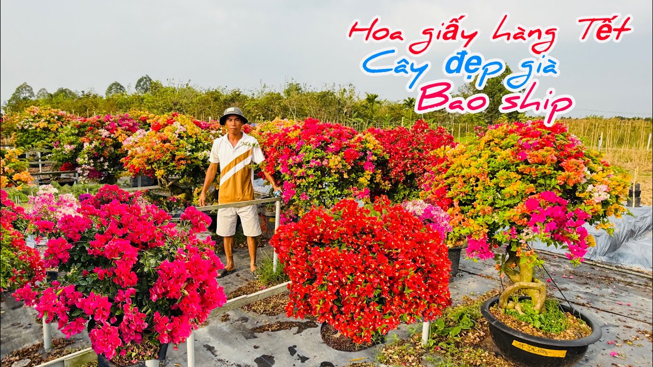 Hoa giấy nhiều loại cây già đẹp chào bán bao phí..08/02😘📲 0708.749.452.Thanh-Hùng 