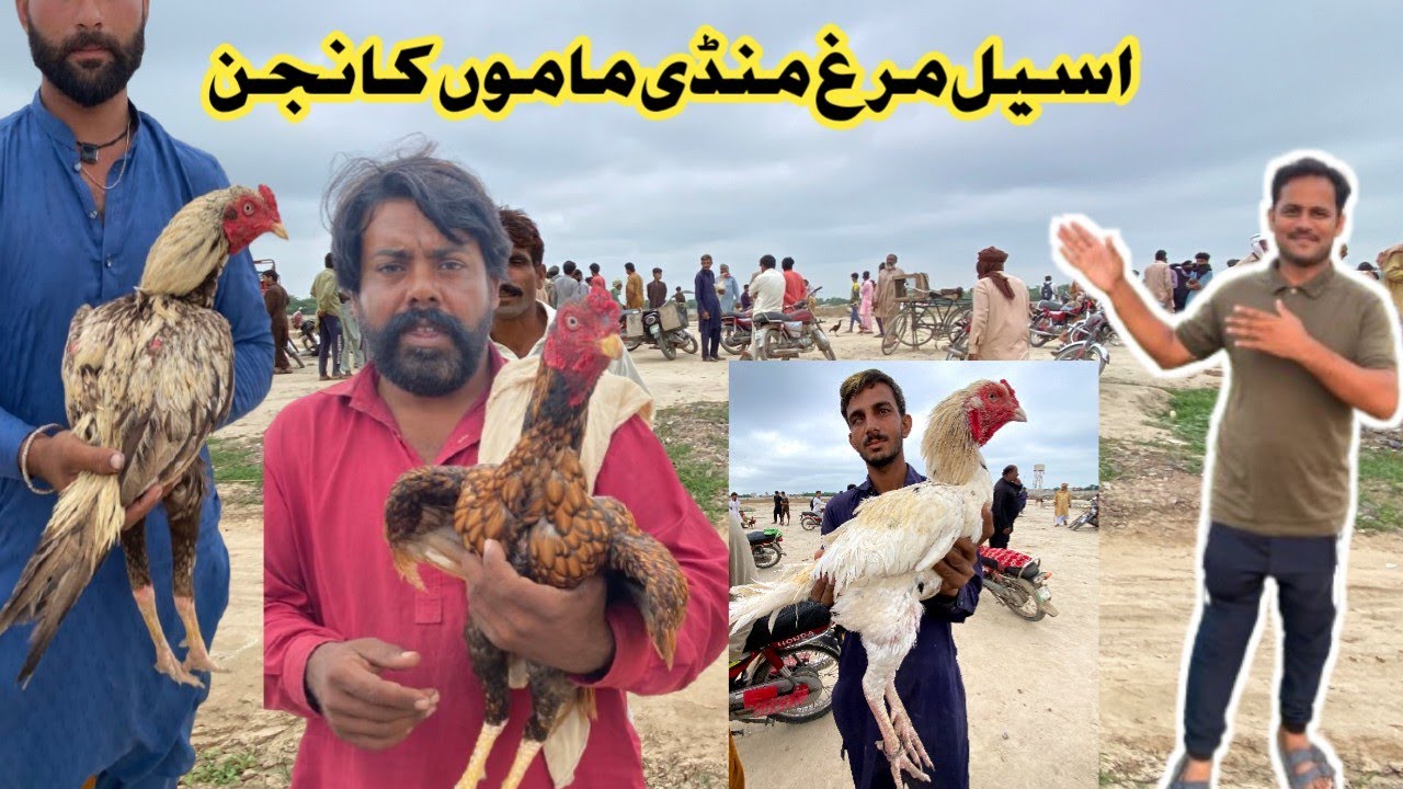 Aseel Murgh Mandi Mamo kanjan||ASEEL MURGH MANDI|| #aseelmandi #aseelmurgh @AzeemJimmy-gc3wf