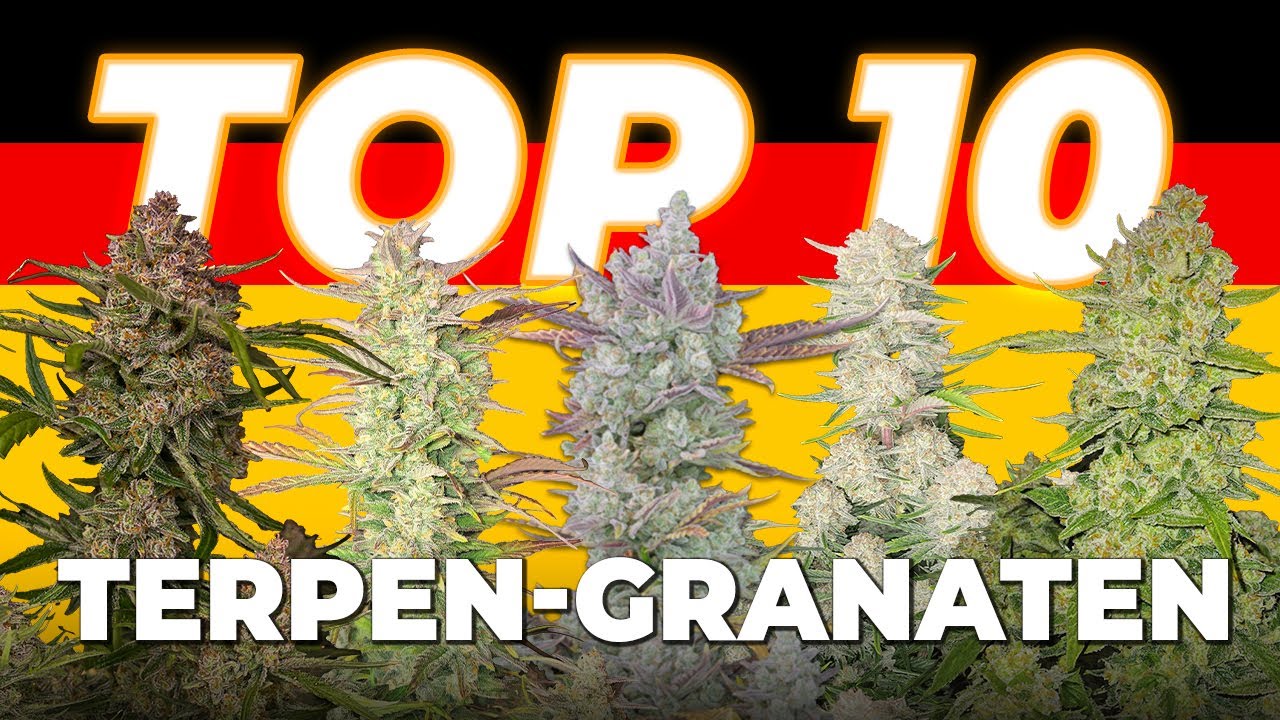 🔥 Top 10 Terpen-Bomben 🌈 Die leckersten Sorten, die du probieren musst &ndash; als Autoflowers erh&auml;ltlich