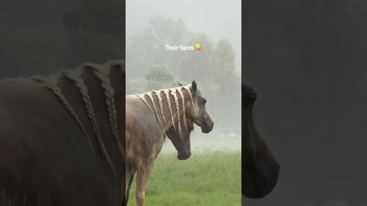 Wait for the animals' reaction to the hail 🌨️#animal #hailstorm #nature #funny #farm #weather #fyp