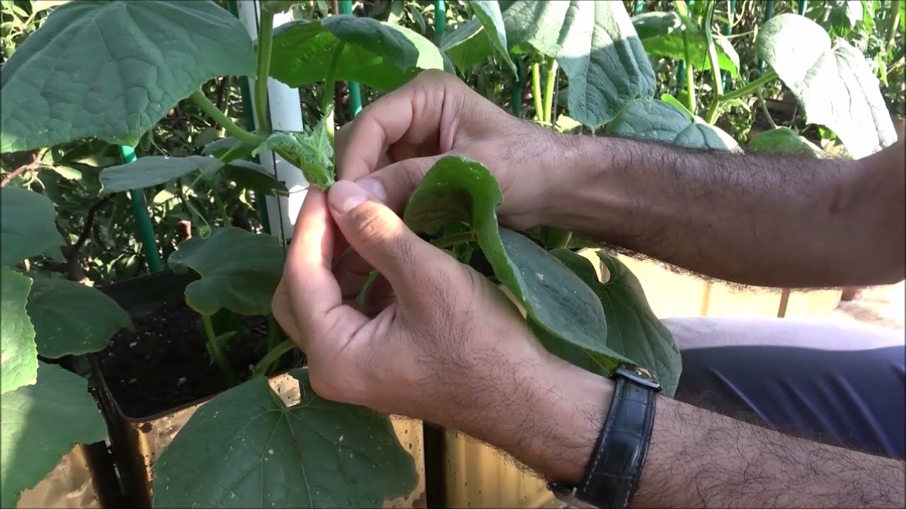 Salatalık Yetiştirmenin İlk Altın Kuralı 🥒