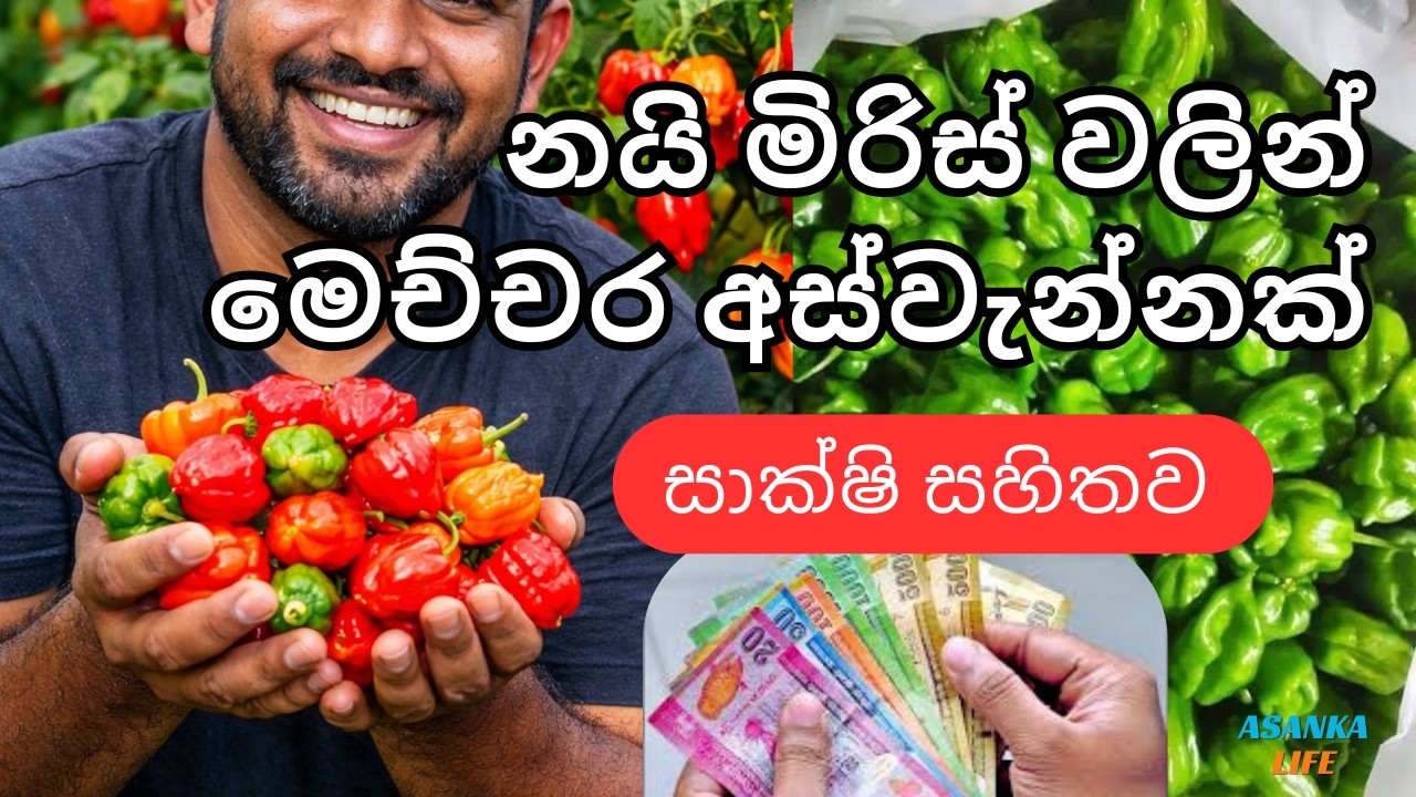 Scotch Bonnet නයි මිරිස් ගහකින් කොච්චර පලදාවක් ගන්න පුලුවන්ද 😱 අදම බලන්න!