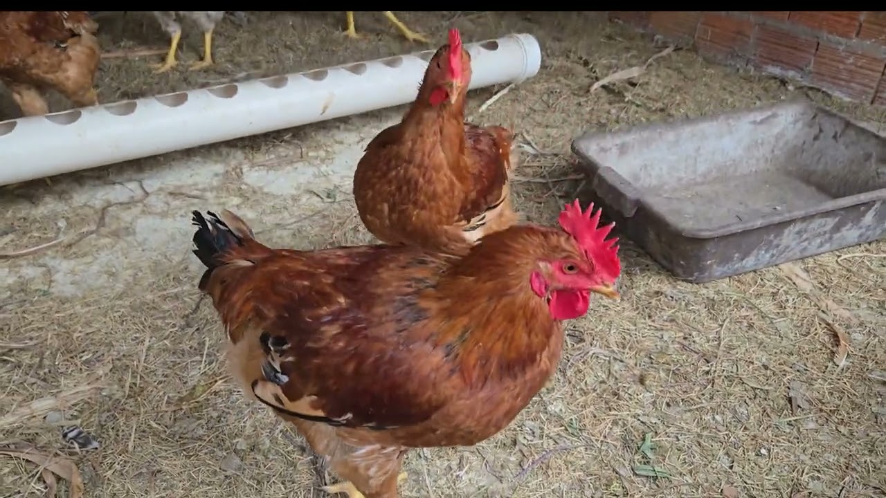 Colhendo acerolas e mostrando as galinhas