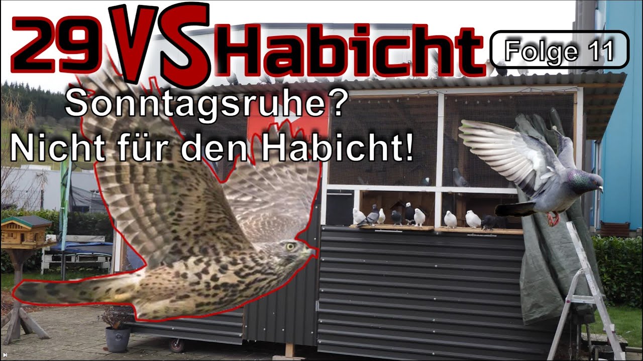 Ich vertraue meinen Späher-Tauben und lasse alle Tauben raus… Habicht schlägt zu! 