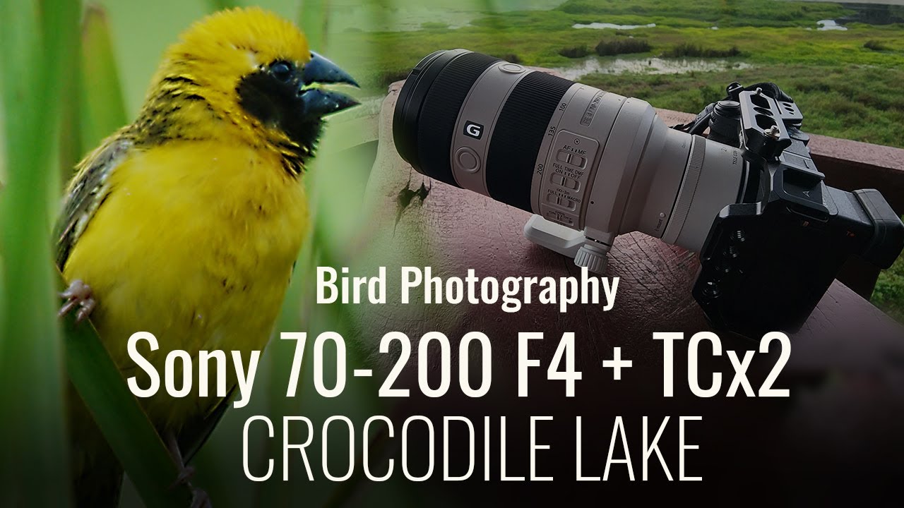 Bird Photography Golden Weaver + Sony FE 70-200mm F4 Macro G OSS II + TCx2 - Vietnam Cat Tien NP
