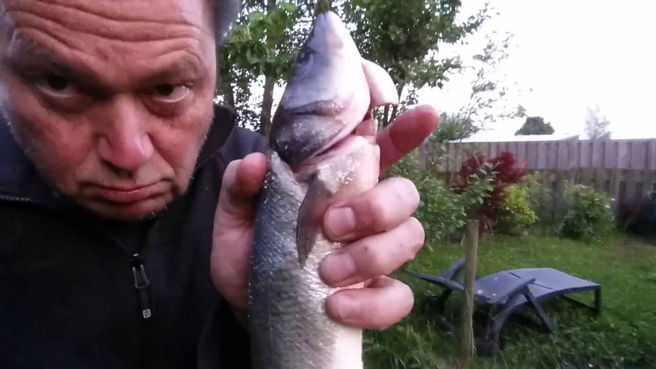 Hele vis heel houden op bbq