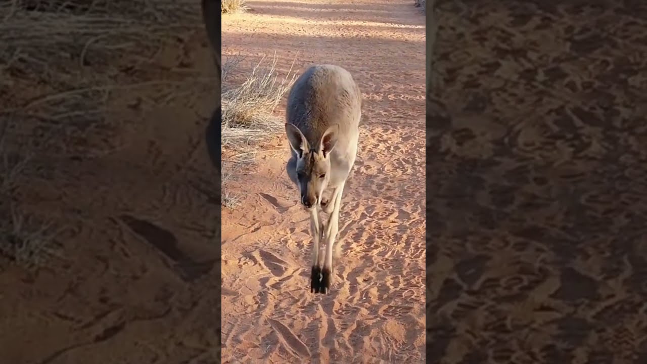 Hopping Madness