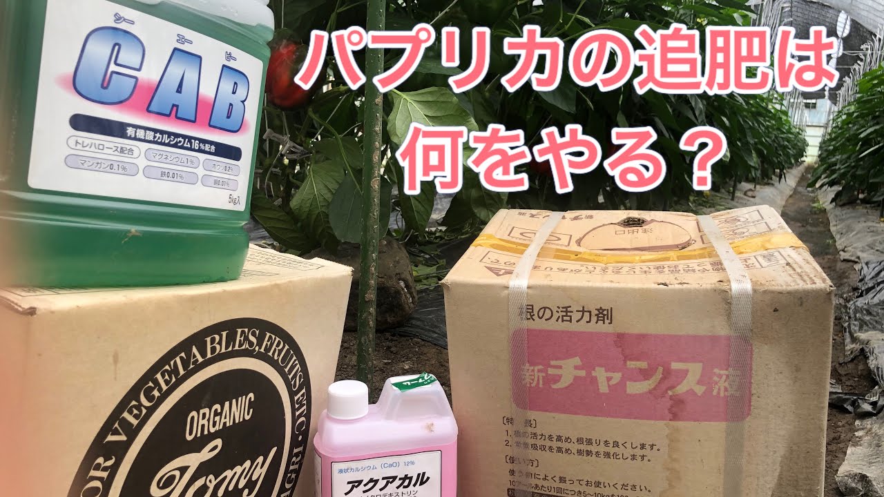 パプリカの栽培方法その9