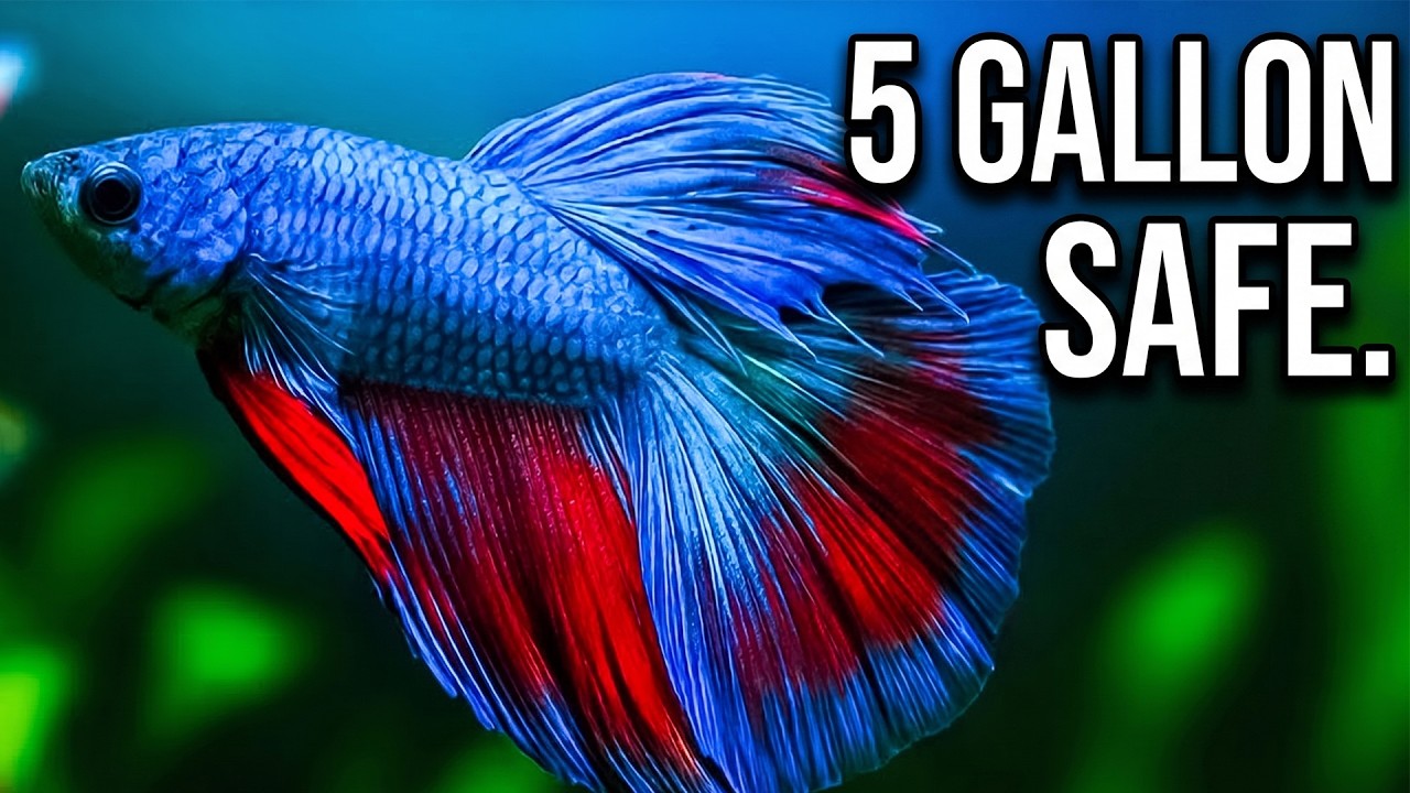 Top 5 Colorful Nano Fish for 5 Gallon Tanks