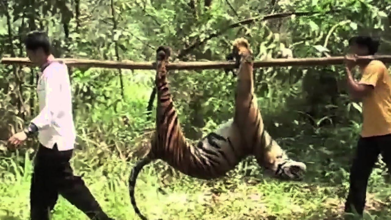 Tiger Spot - Attila Hildmann Produkte