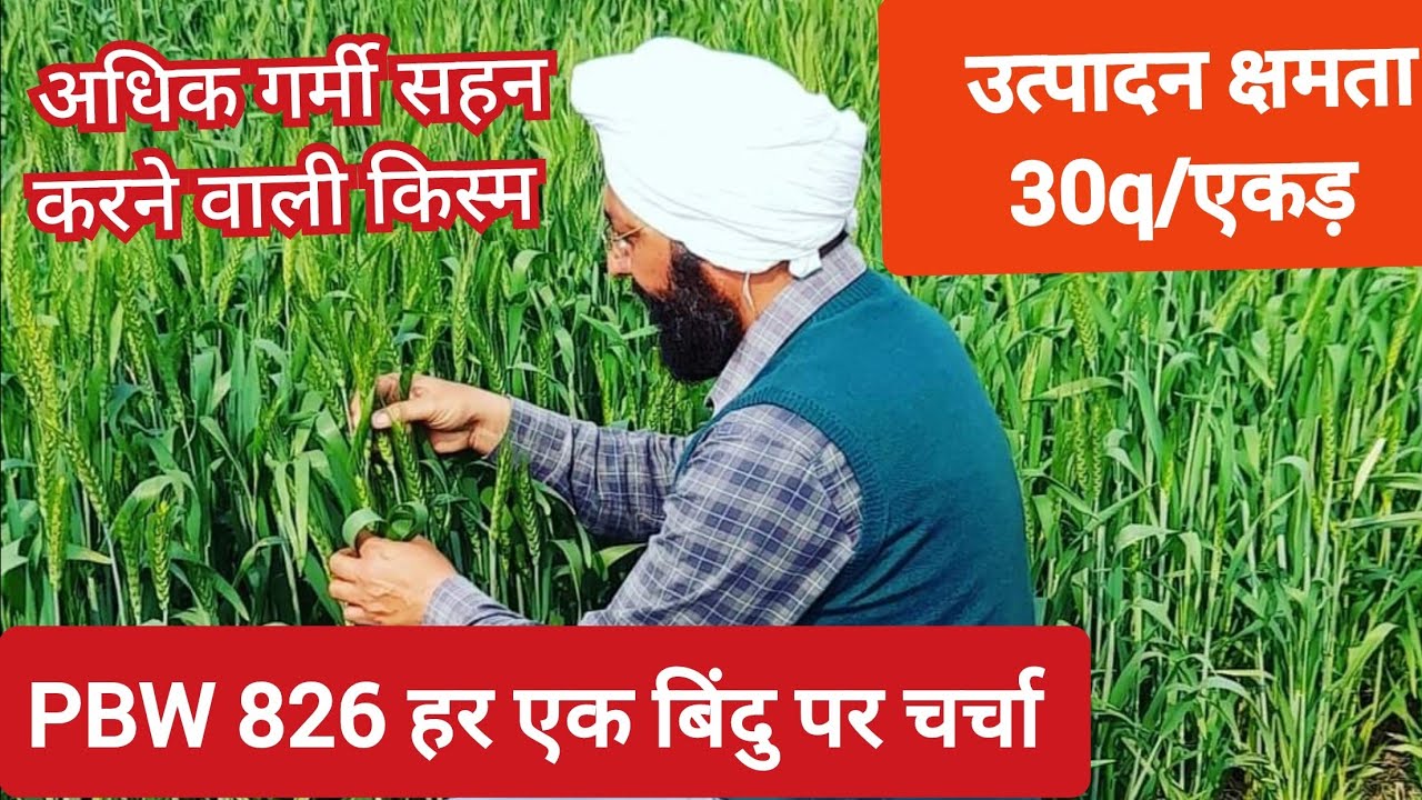 बाकमाल किस्म गेहूं PBW 826 के हर एक बिंदु पर चर्चा #pbw826 #pbw #wheat #wheatseeds #punjab #haryana