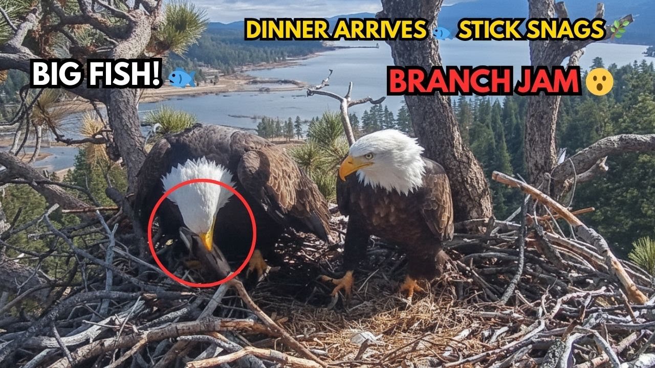 Pure Instinct! Jackie’s High-Speed Hunt to Save Precious Time 💖 Eagle Mom Power