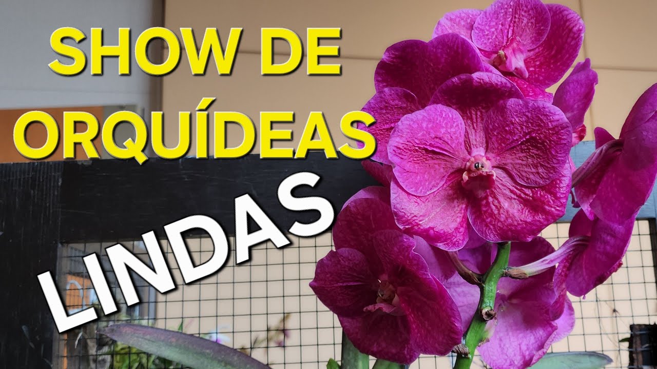 🟣LINDAS ORQUÍDEAS e violetas vem ver.