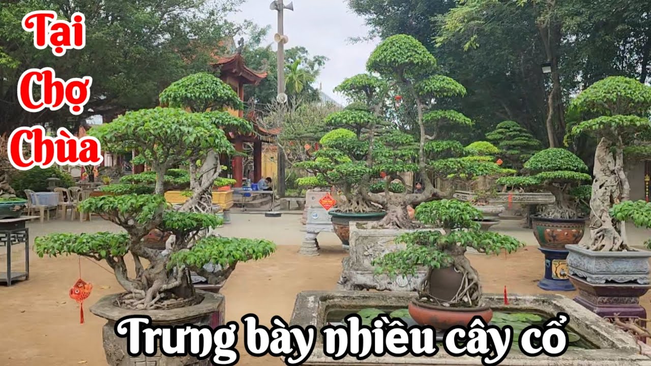 Chợ Chùa ! Hội SVC thị trấn Nam giang trưng bày nhiều cây đẹp đón khách