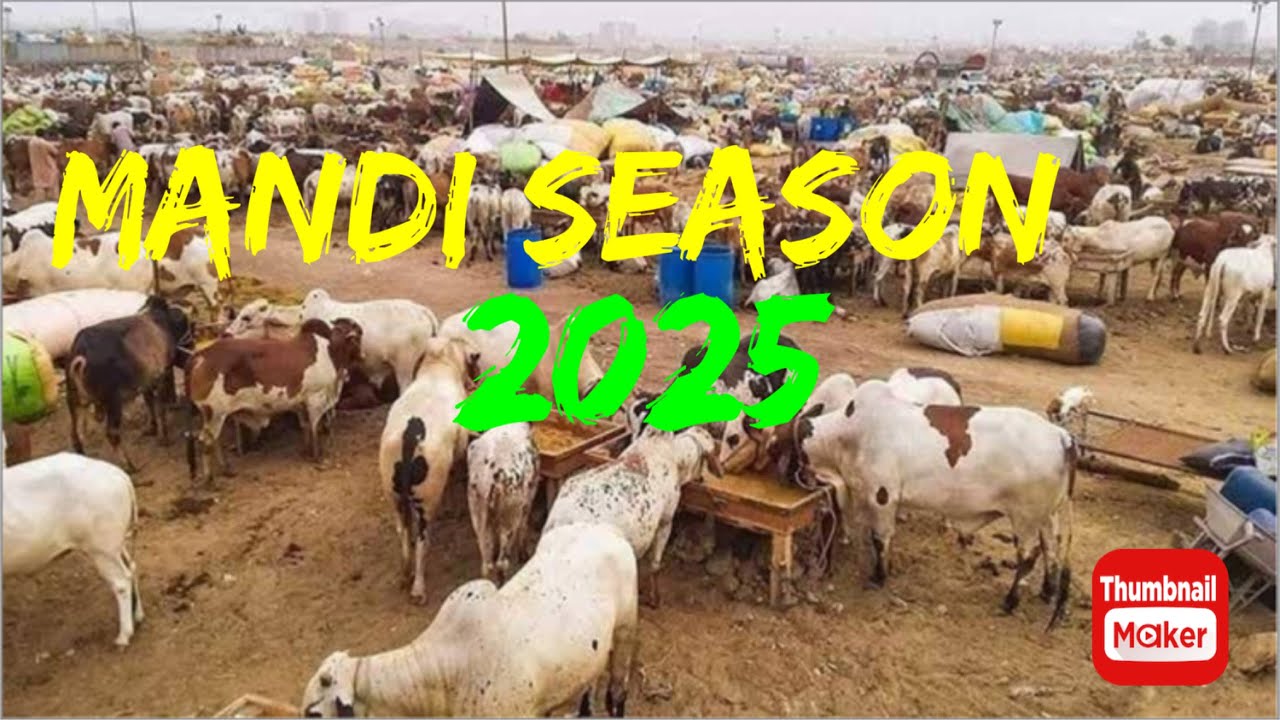 Visting 2025 Cow Mandi | Vlog #57 | ZOHAIB K Vlogs