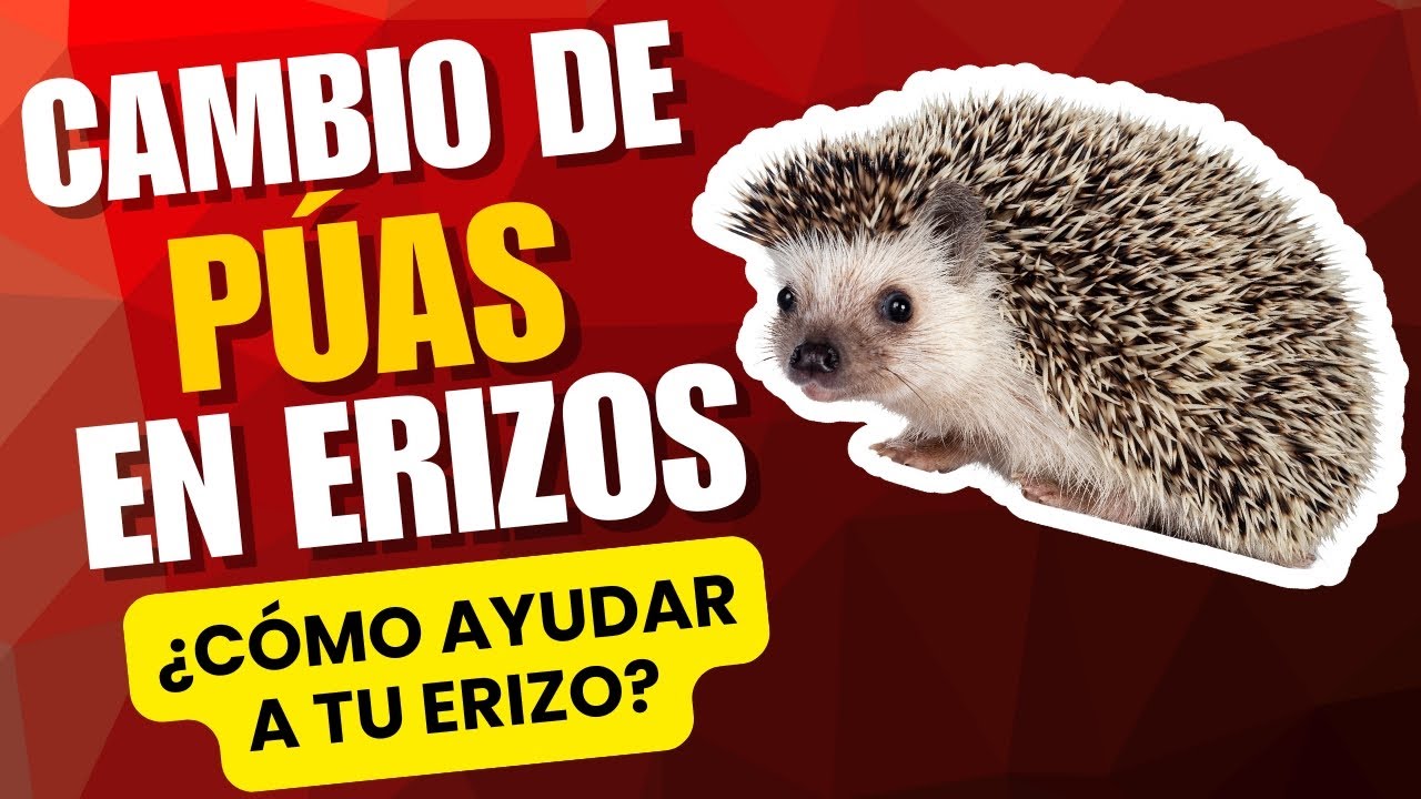 Cambio de púas en Erizos | ¿Qué es el Quilling? | cuándo ocurre y cómo ayudar a tu erizo