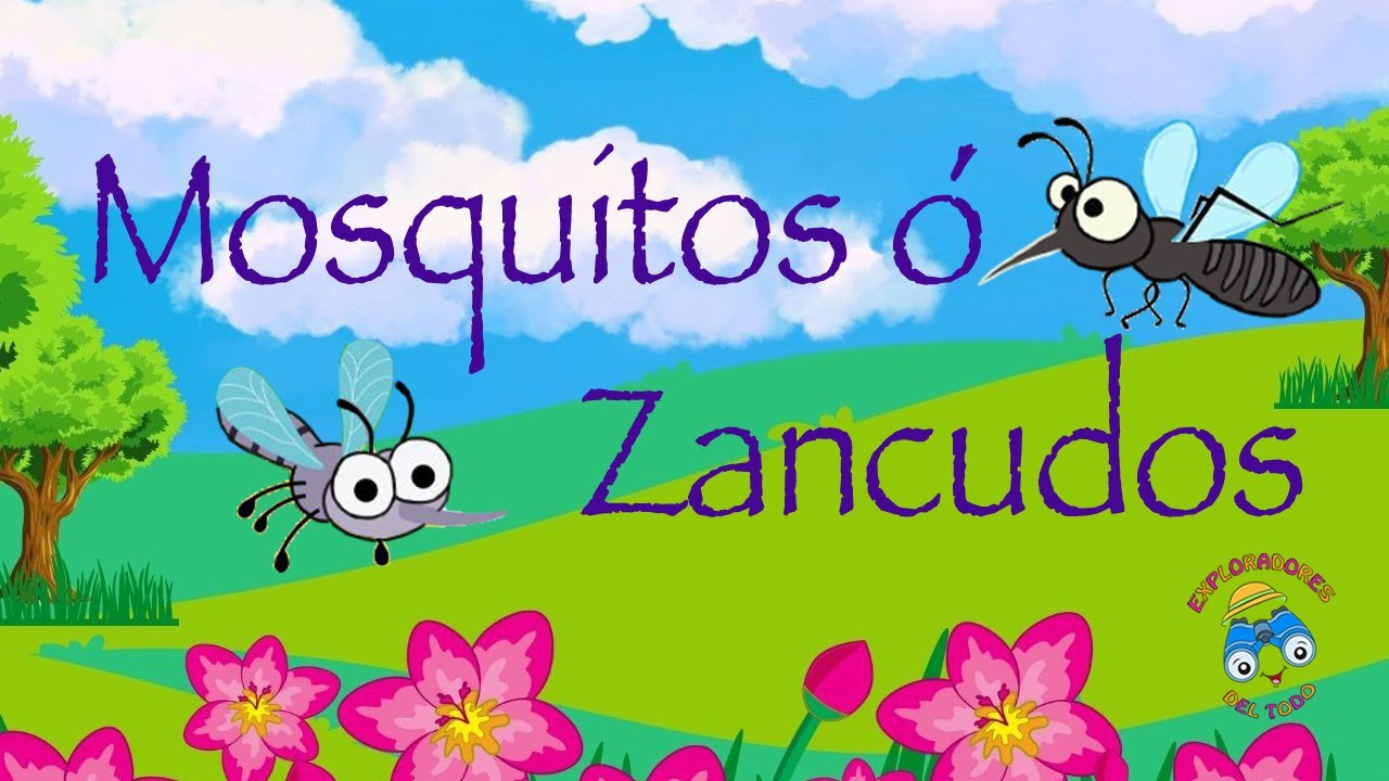 Mosquitos, Zancudos | insectos