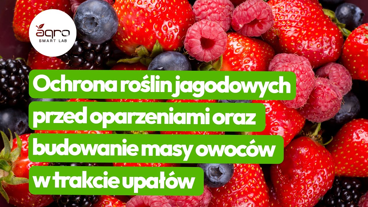 Ochrona roślin jagodowych przed oparzeniami oraz budowanie masy owoców w trakcie upałów