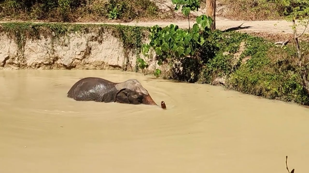 Canopy Tour Highlights Phuket Elephant Sanctuary 