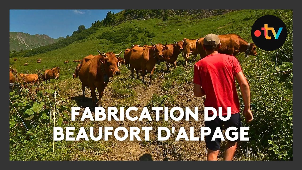La fabrication du beaufort d'alpage en Savoie