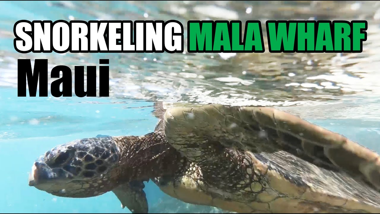 Snorkeling Mala Wharf on Maui