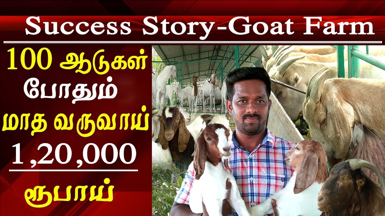 agriculture and organic farming successful goat farming earning Rs 1200000 with 100 goats tamil news
