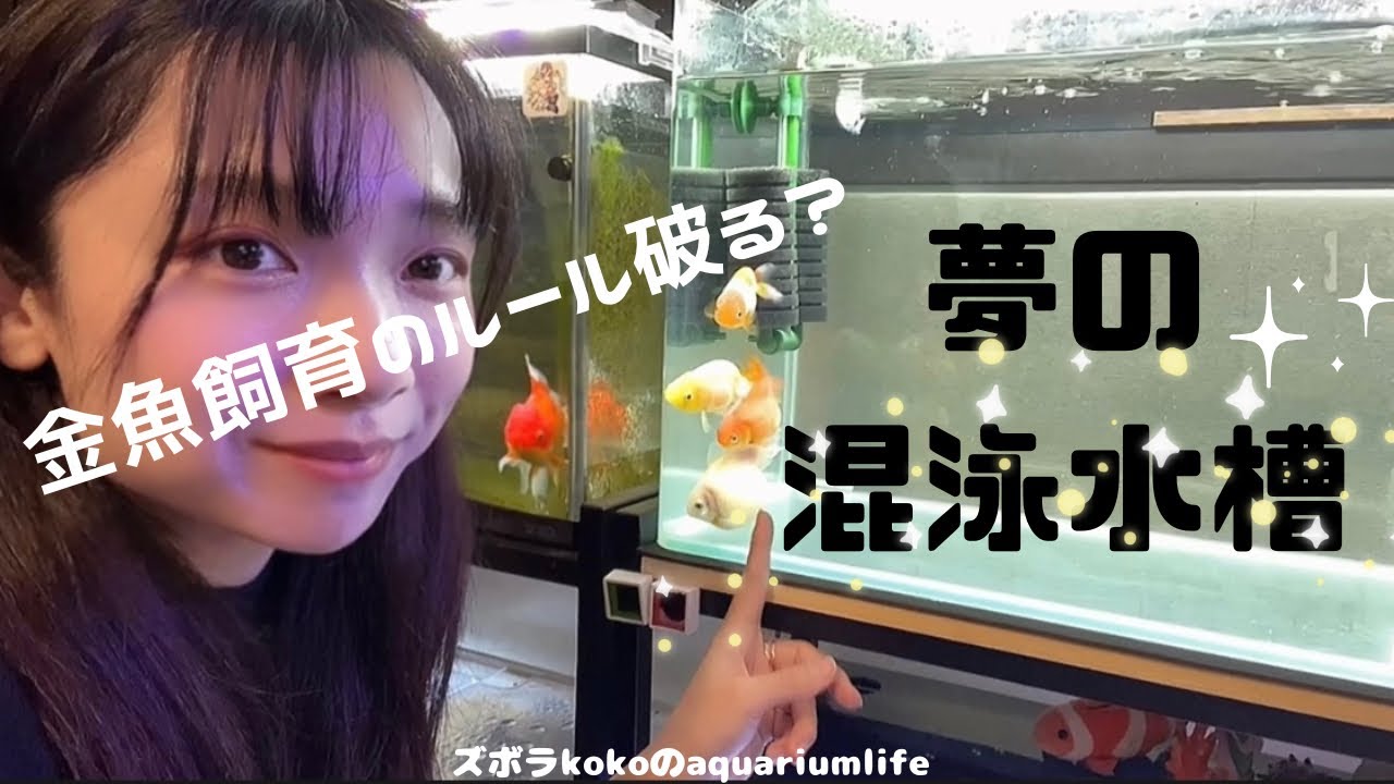 【金魚の異種混泳】〇〇と〇〇を一緒の水槽で飼った結果…｜金魚飼育のルール破る｜混泳｜gold fish｜アクアリウム