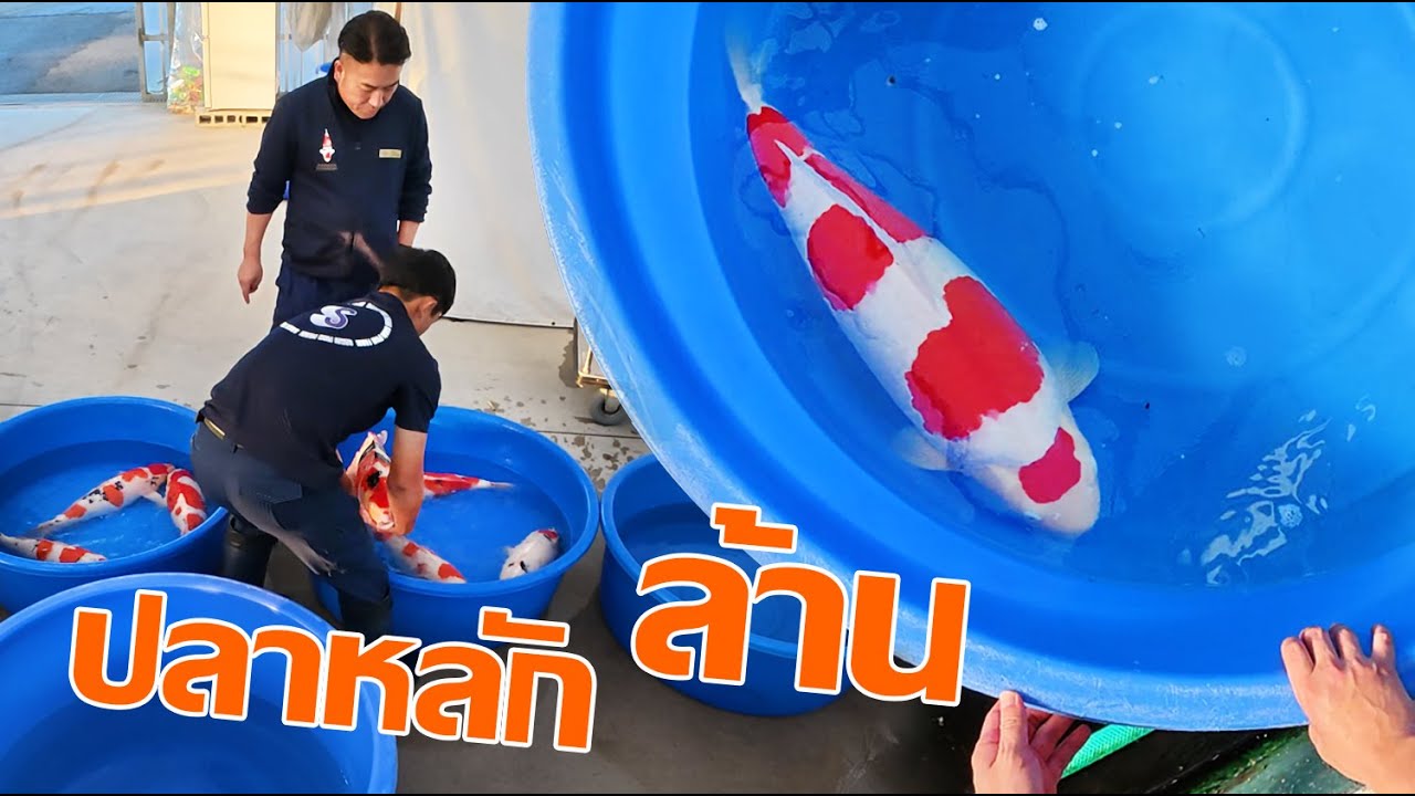 ชมปลาคาร์พหลักล้าน เลือกปลานิไซ ซาไก EP:4 Nisai  season sakai fish farm 2024.