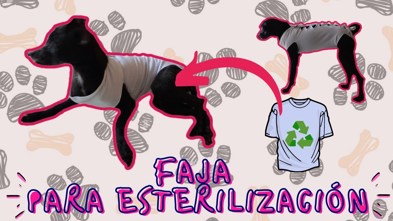 CÓMO HACER UNA FAJA PARA PERRO O GATO 🐶 FAJA PARA ESTERILIZACIÓN 🐱 Faja Postoperación #mascotas #dog