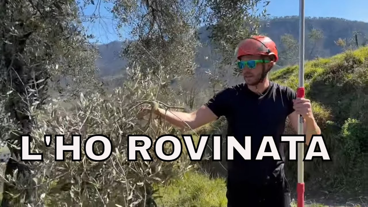 Potatura olivo 10 metri dopo la riforma(l'oliveto di Giovanni)