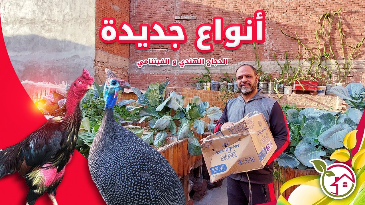 هديه قيمه دجاج فيتنامى ودجاج الوادى واخيرا اكتملت مجموعة الطيور