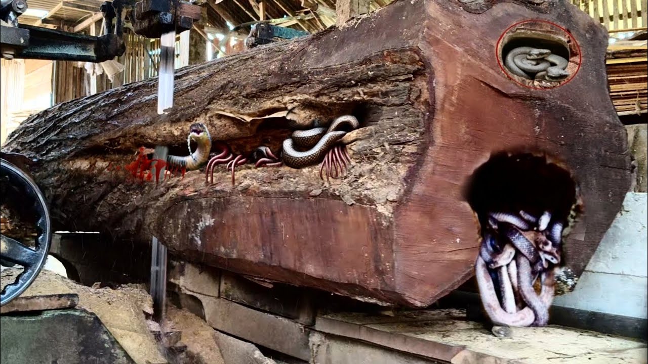 What a horror! Something unexpected was seen at the sawmill