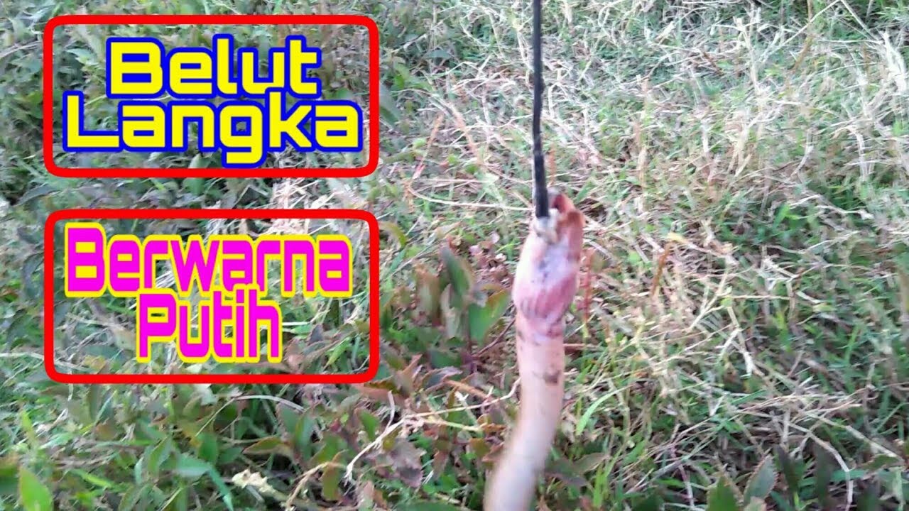 Mancing belut dapat belut putih di tambak sidoarjo | Traditional Fishing