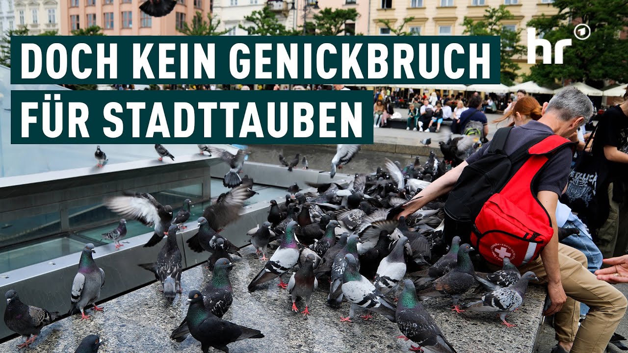 Töten von Stadttauben im letzten Moment verhindert | Die Ratgeber