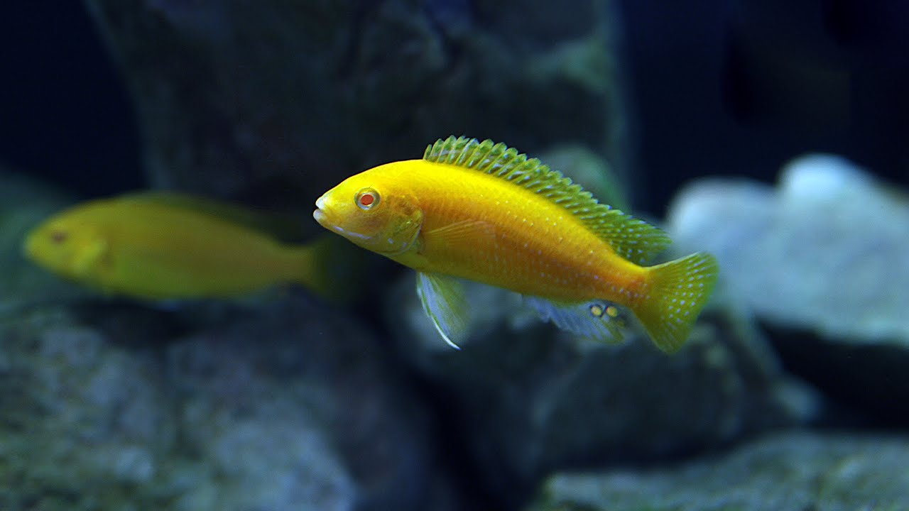 Species spotlight: Breeding Labidochromis Caeruleus | Albino Electric Yellow ⚡️⚡️⚡️⚡️⚡️⚡️.