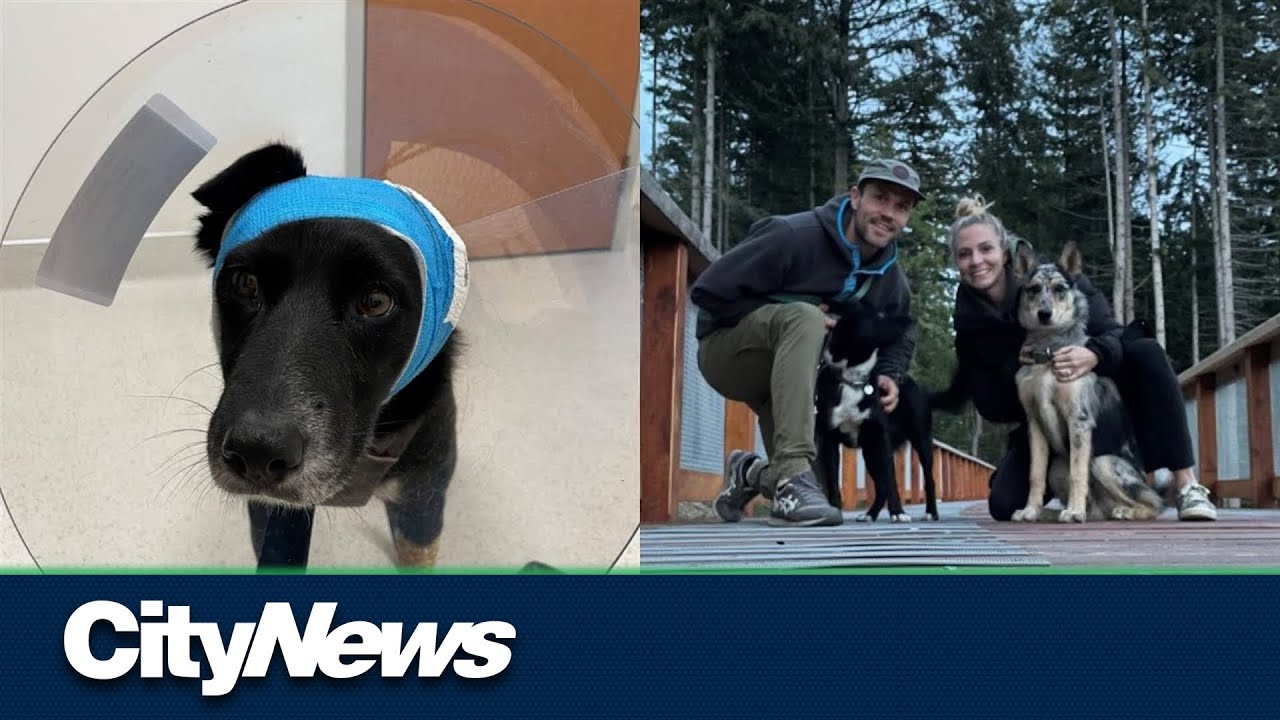 Two dogs attacked by coyotes on North Vancouver trail