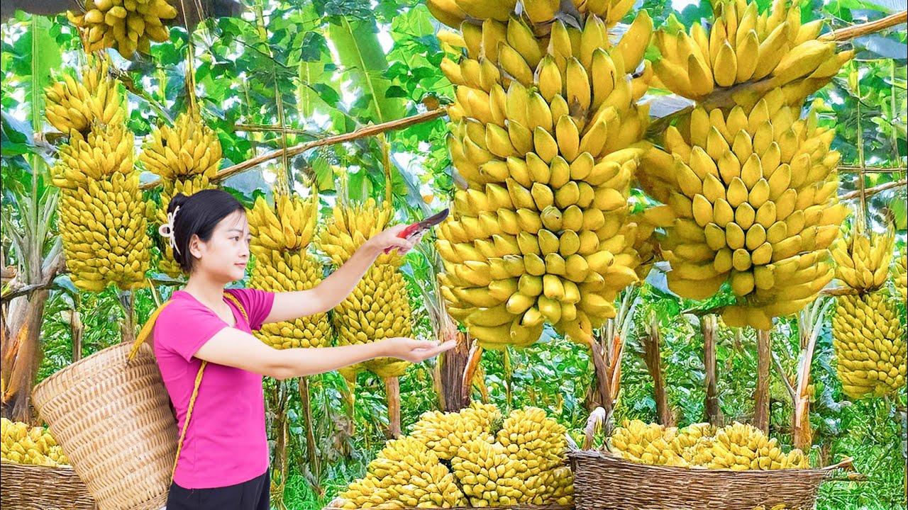 Amazing! Harvesting Sweet Giant Bananas & Cooking Braised Fish with Bananas | Traditional Recipe