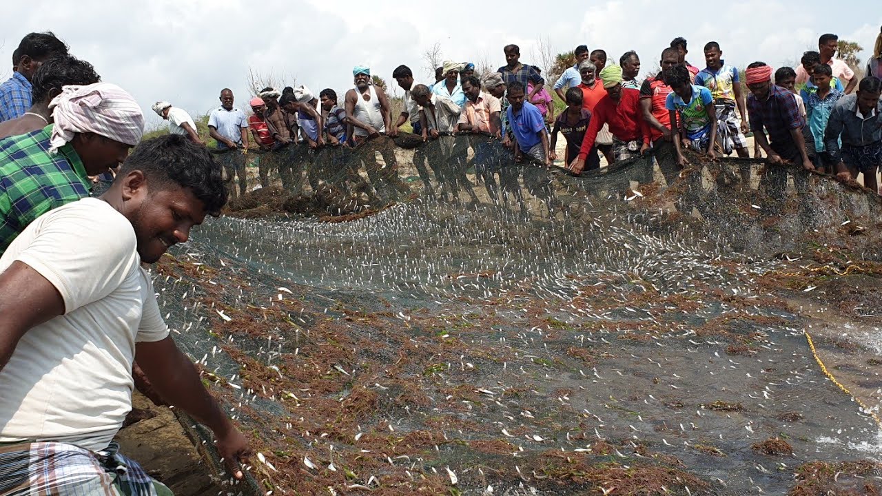 5 டன் மீன்கள், கரை வலை மீன் பிடித்தல் / Live Exclusive Video Of 5 Tonne Fish Catching