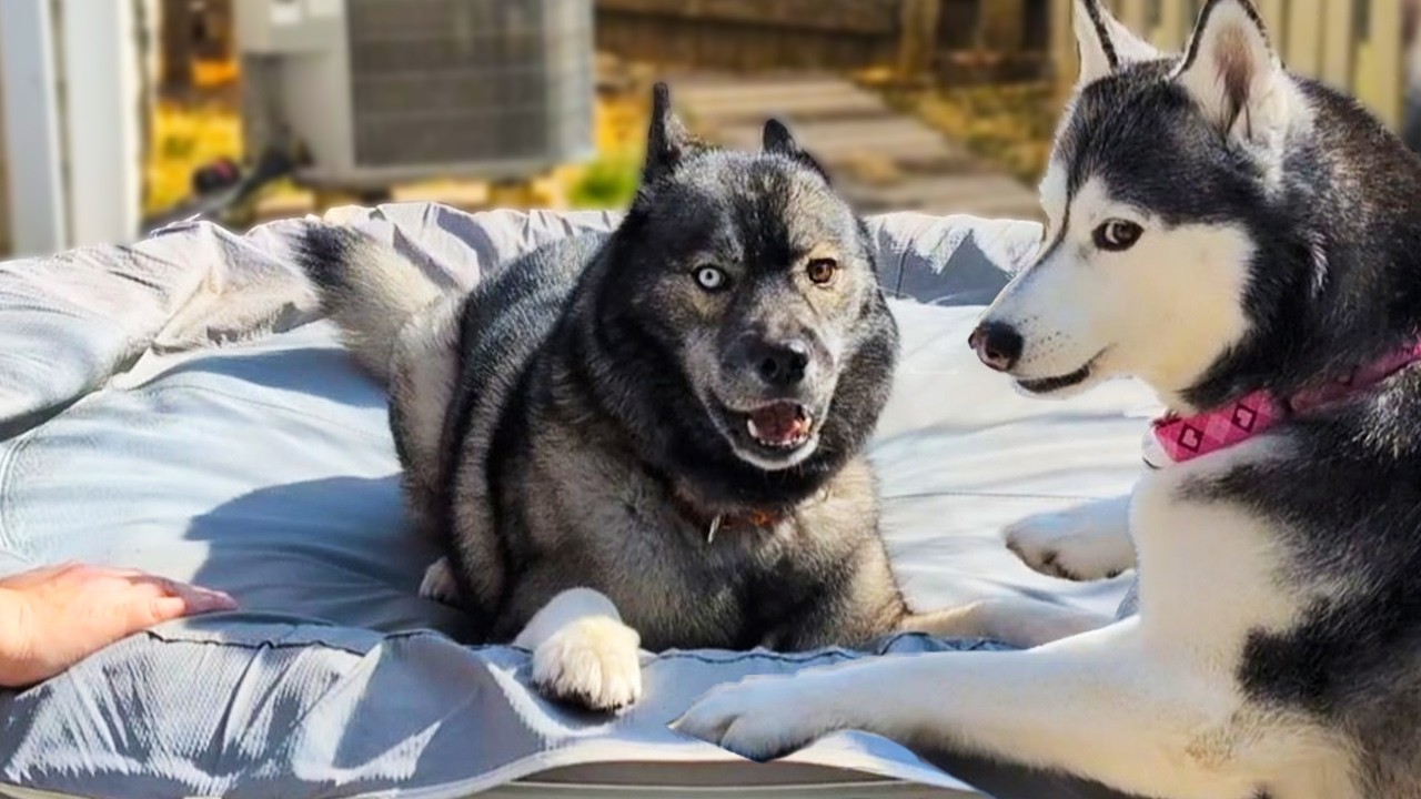 This Husky Goes CRAZY On the Hot Tub!