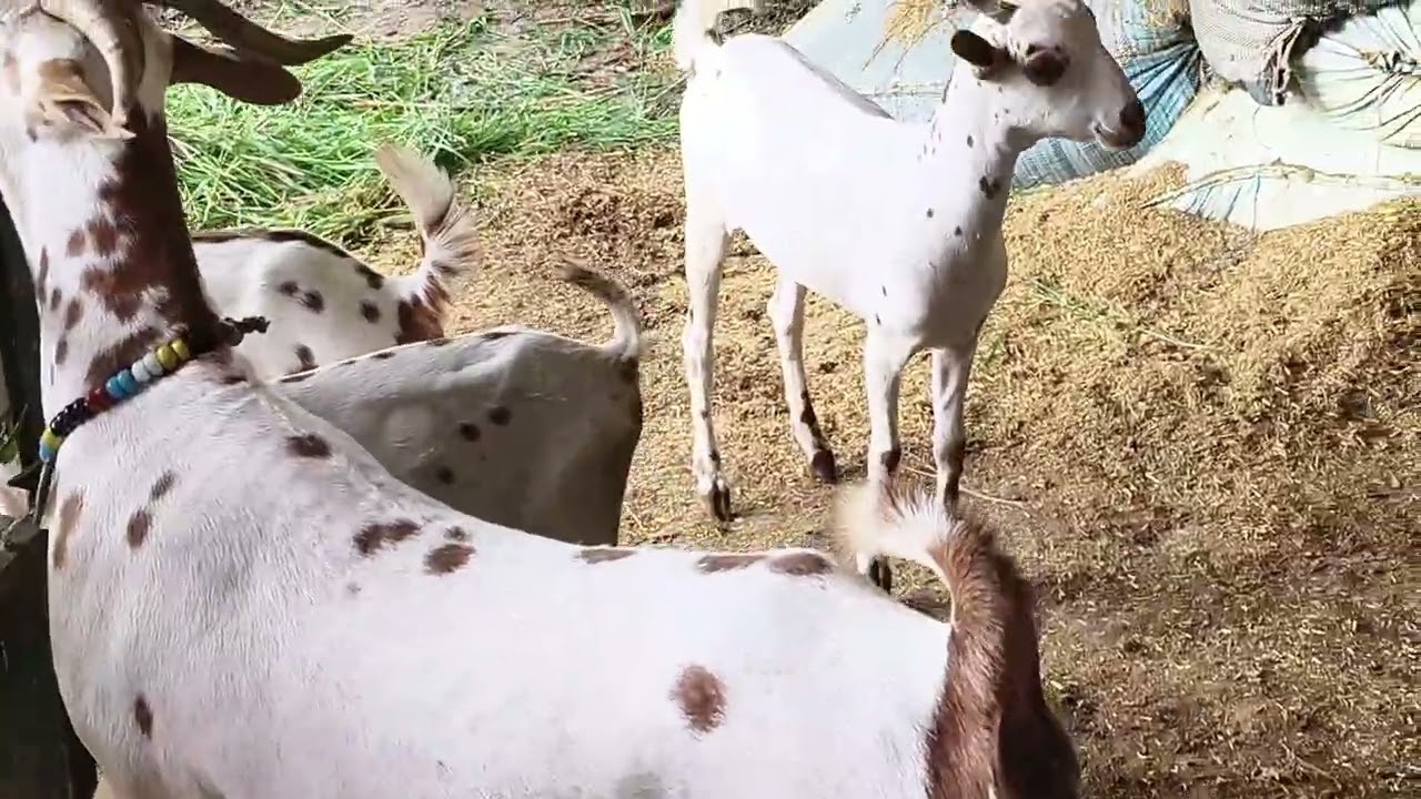 No.1 Barbri 🐐 farm Etawah Uttar Pradesh Master bhai 🙏 suscribe my channel bhai 👍