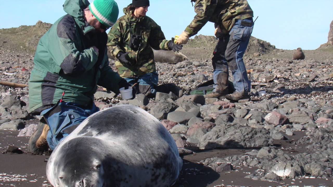 Through the Eyes of Leopard Seals
