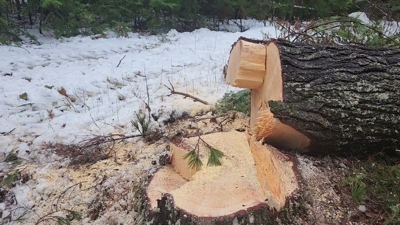 The Beaver Tail Cut and Felling White Pine