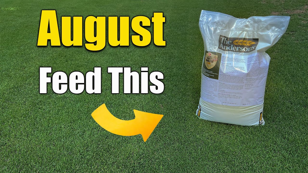 August Lawn Care - What to Feed Your Lawn