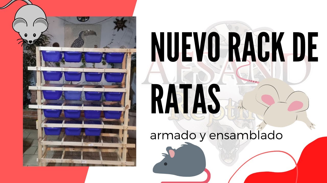 Nueva casa de mis RATAS 🐀