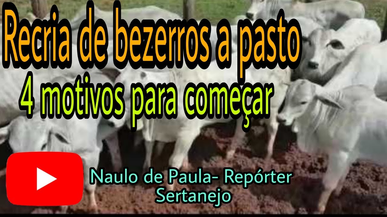 Recria de Bezerros a Pasto/ 4 Motivos Para Come&ccedil;ar...