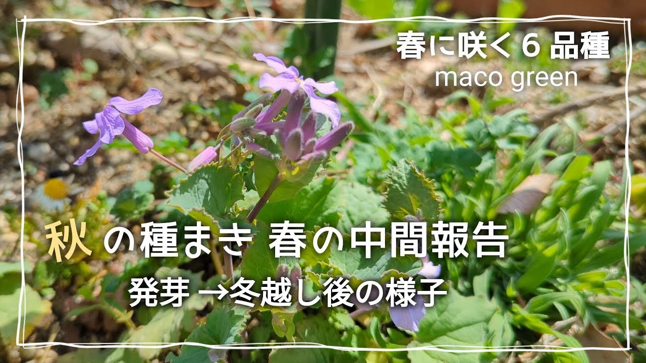 【秋の種蒔き 中間報告③】秋に蒔いた種達が、春になり花を咲かせ始めました♪満開までも少し