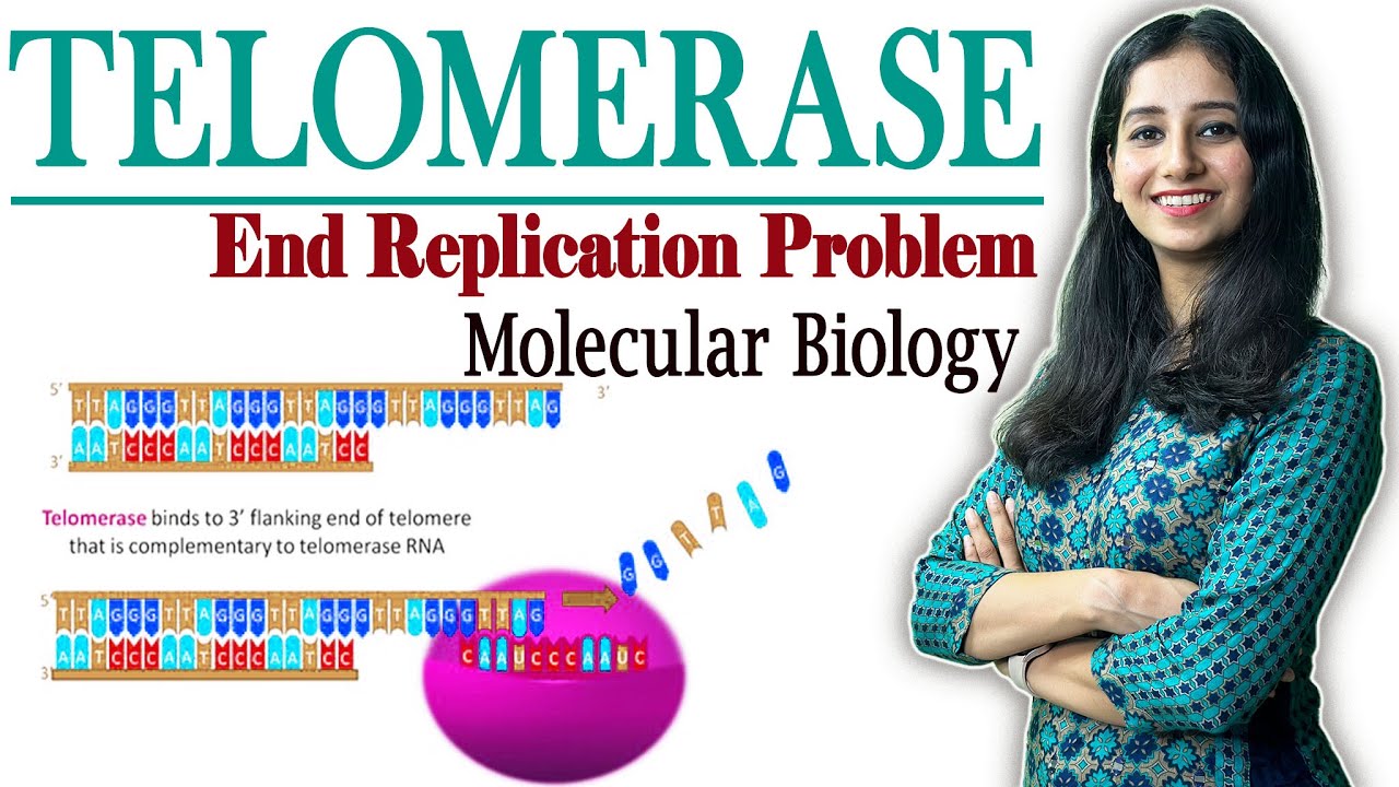 Telomerase Replication II End Replication Problem I Molecular Biology II
