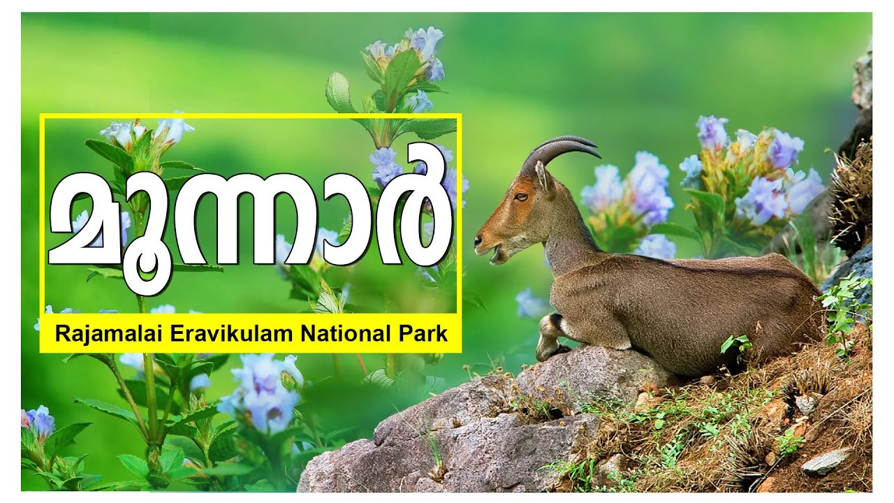 Rajamalai | ERAVIKULAM NATIONAL PARK |MUNNAR | Top Tourist Destination | VARAYADU | Nilagiri Tahr