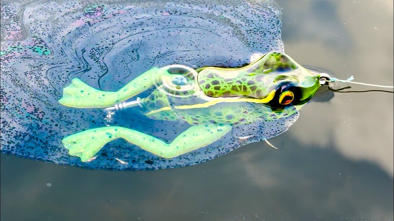 Will Fish Eat a Farting Frog?